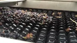 Enoveneta Grape Sort