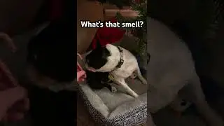 Adorable Dog Discovering Candy Canes #dog #christmas