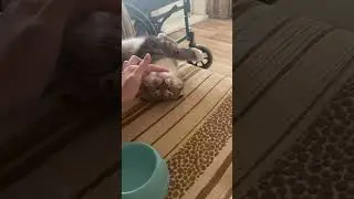 #юмор #веселыекоты #cat #видосыоткота #kitten #прикольныекоты #cute #красиваякошка #коты