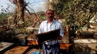 مقاومة دودة الشمع باستخدام المحلول المحلي