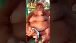 Heartwarming Love: A Mother Monkey's Unbreakable Connection