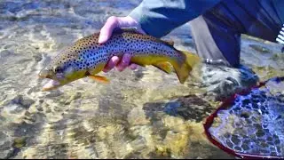 GoPro - Fly Fishing the Davidson River