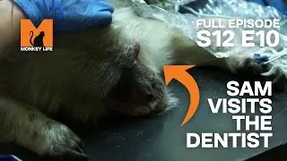 Everybody Loves A Trip to the Dentist | Season 12 Episode 10 | Full Episodes | Monkey Life