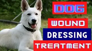 Dog Wound Complete Treatment 2022  || veterinary Hindi