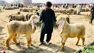 Vvip kajla bacha big frame kajla female pregnant 2 month confirm full video dekhien HS GOAT FARM 
