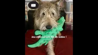 Comment apprendre  &agrave; votre chien &agrave; g&eacute;rer la solitude apr&egrave;s le d&eacute;confinement