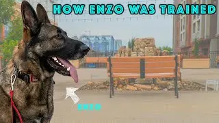 How we Trained Our German Shepherd to be OFF LEASH in PUBLIC!