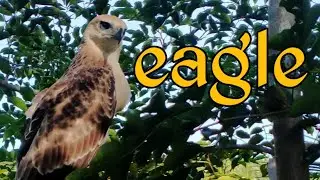 BAGWIS, Nakakalipad na ng mataas ibang ibon Galit s kanya ll Philippine Eagle