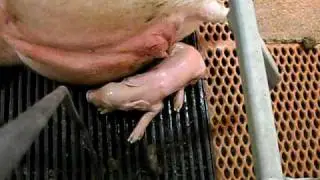 Sow Farrowing