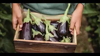Optimization of Postharvest Handling of Eggplant Using the Taguchi Technique