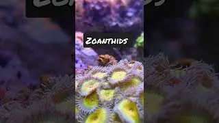 Macro view of my Zoa Garden 🔍 #shorts