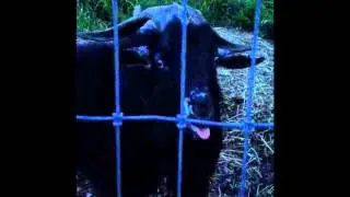 Goat Opera