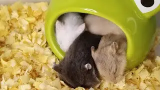 🐹✨ Hamster Baby Rex LIVE | Tiny Paws, Big Cuteness 💕