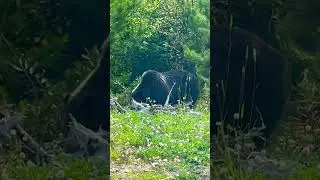 Мишки 🐻 #канада #альберта #cuaet #иммиграция #canada #alberta #медведь #bear #nature #топ #top