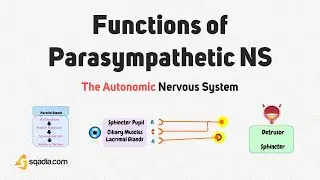 The Autonomic Nervous System | Functions of Parasympathetic NS | Medical Physiology of CNS