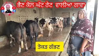 82890,07042 ਭੈਣ ਕੋਲ 12 ਨਗ ਤੋਕੜ ਗੱਭਣ ਗਾਵਾ ਤੇ ਮੱਝਾ ਵਿਕਾਊ ਜਿਲਾ ਬਰਨਾਲਾ #trending #