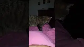 Oh my God!!! The BEST cat cuddling session EVER!!!