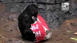 World Bonobo Day (Valentine's Day) - Cincinnati Zoo