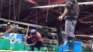 Marusei Koi Farm
