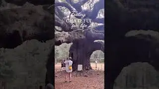Visiting the Angel Oak Tree 🌳✨ | Family Adventure in South Carolina