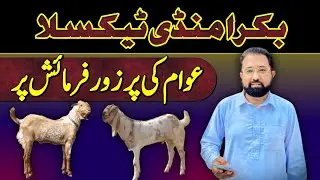 Bakra Mandi Taxila Update 3 October 2025 | Mandi Maveshi Taxila Update | SAF Properties 