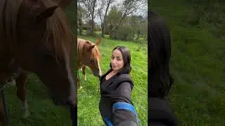 Mini Vlog avec mon pur sang Arabe ✨❤️ #cheval