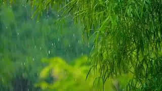 bali rain forest
