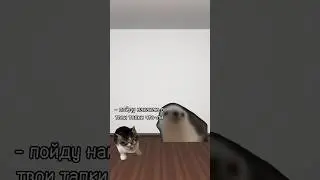 Какой то кринж сняла. Идея моя брать с отметкой #котвидео #cat #catcute #мем #мяу #catsrus #cute
