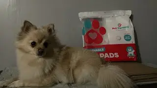 Pet Parents Washable Pee Pads for Pets