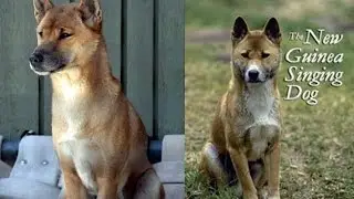 The New Guinea Singing Dog - BBC Radio