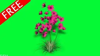pink flower moving in wind green screen video