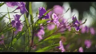 Amazing Meadow Violet Flowers. Viola Arvensis Or Field Pansy. Nature Of Turkey. Close Up View In