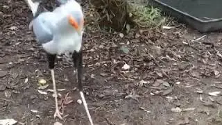 Хищная птица Сахары)Sahara bird of prey