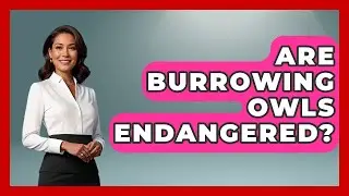 Are Burrowing Owls Endangered? - Bird Watching Diaries