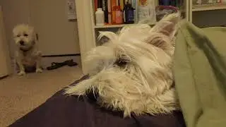 Archie and Hamish - A Tucker Boy Going Shluffies...With One Minor Interruption