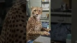Leopard Got Job at IIUI 😭💻 | Campus Life Gone Wild 😂 #shorts