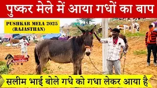 पुष्कर मेले में आया गधों का बाप सलीम भाई बोले गधे को गधा लेकर आया है Pushkar Mela 2025