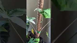 Amazon plant mom must haves - everything is in my storefront #planttok #amazonmusthaves #amazonplant
