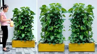 Уникальные ландшафтные идеи из деревьев Pothos помогут вашему жилому пространству озелениться