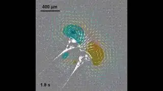 PIV analysis of the flowfield generated by a pair of Stentor individuals