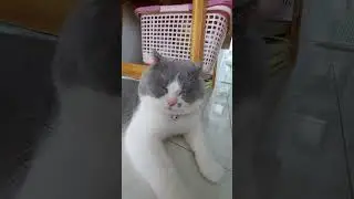 Round-faced cat