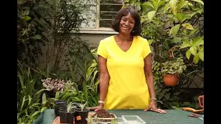 African bush Daisy (Euryops Pectinatus) - Comprehensive guide on Plant care and propagation.