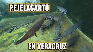 PRODUCCION DE PEJELAGARTO Y TIBURON PANGASIO EN VERACRUZ