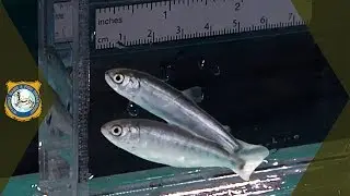 Wyoming Fishing - Stocking Wyoming Waters