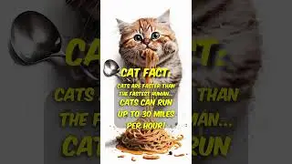 Are cats faster than humans? 🙀 #cat #catlover #cats #catfact
