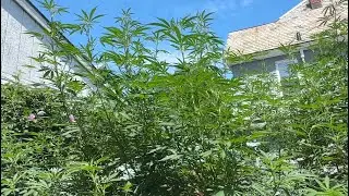 What?! Neighborhood Bulletin! // Cannabis In Veg. // Local Weedia -August
