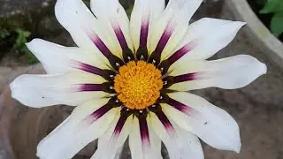 New Gazania varieties//In my garden 🤗👍#shorts