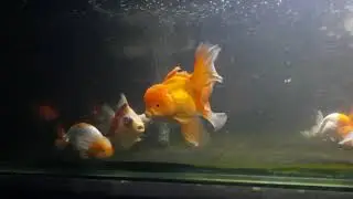 goldfisk tank