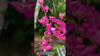 &ldquo;Coral Vine (Antigonon leptopus): More Than Just a Pretty Flower&rdquo;