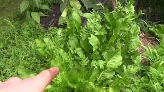 I'm Back! 2023 Garden Tour